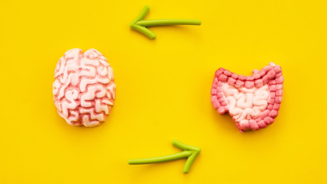 gut-brain-immune icon (icon-brain.png) — brand icon, green/mint circle