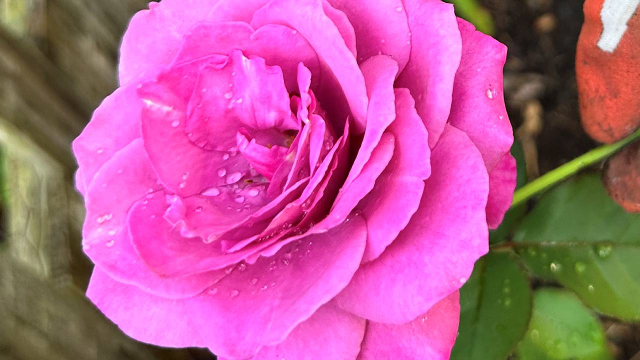 Bold Pure Vibrant Rose