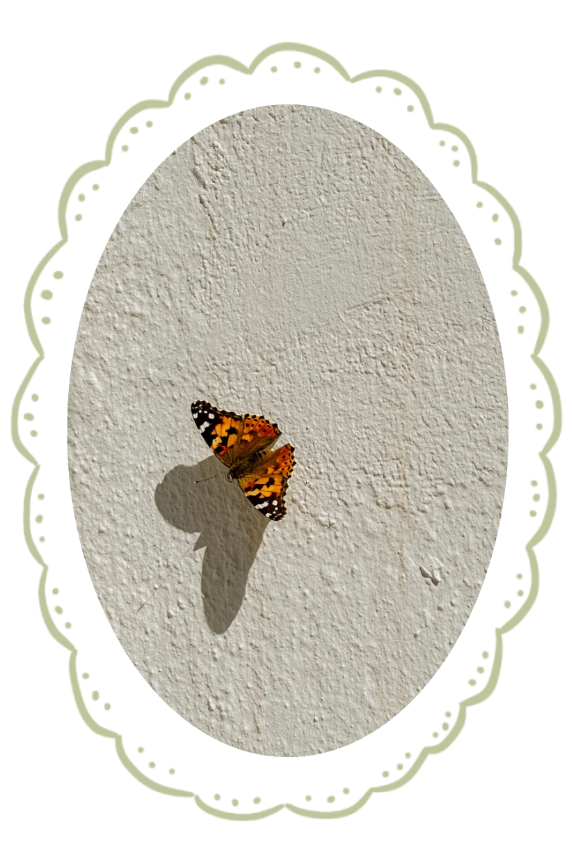 Butterfly in a green oval frame