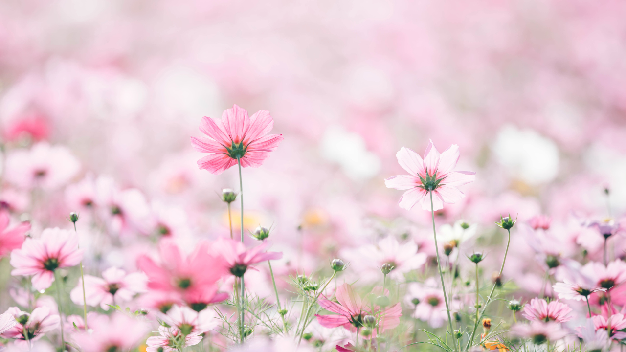 flowers in a field, july astrology, drops of joy
