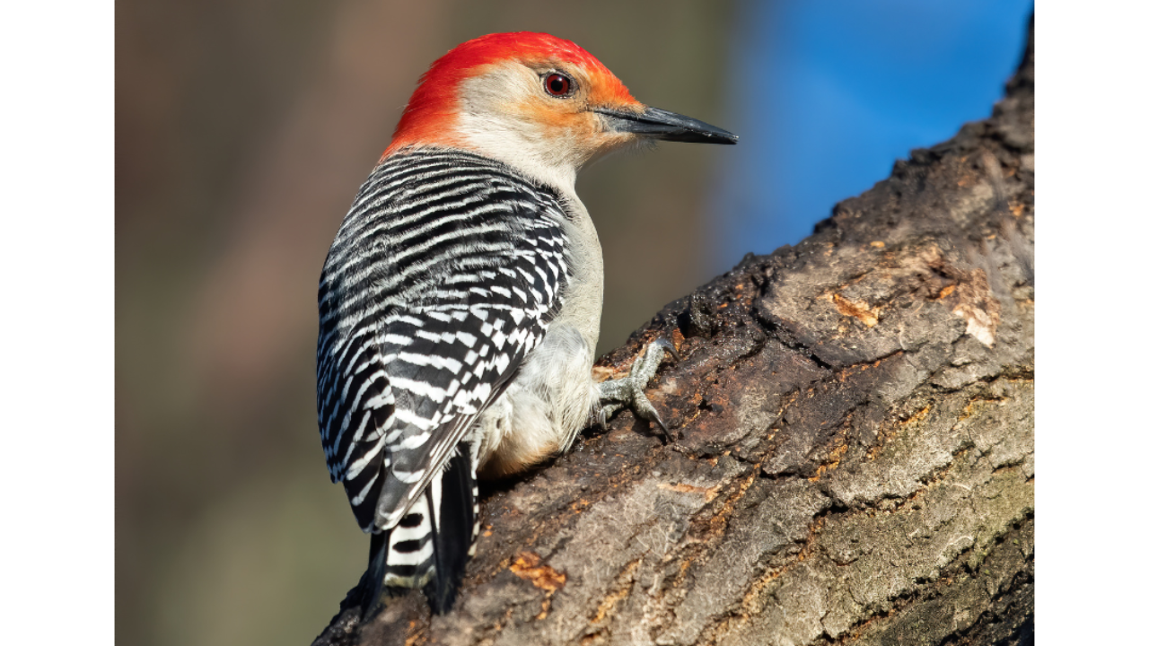 red head woodpecker on branch