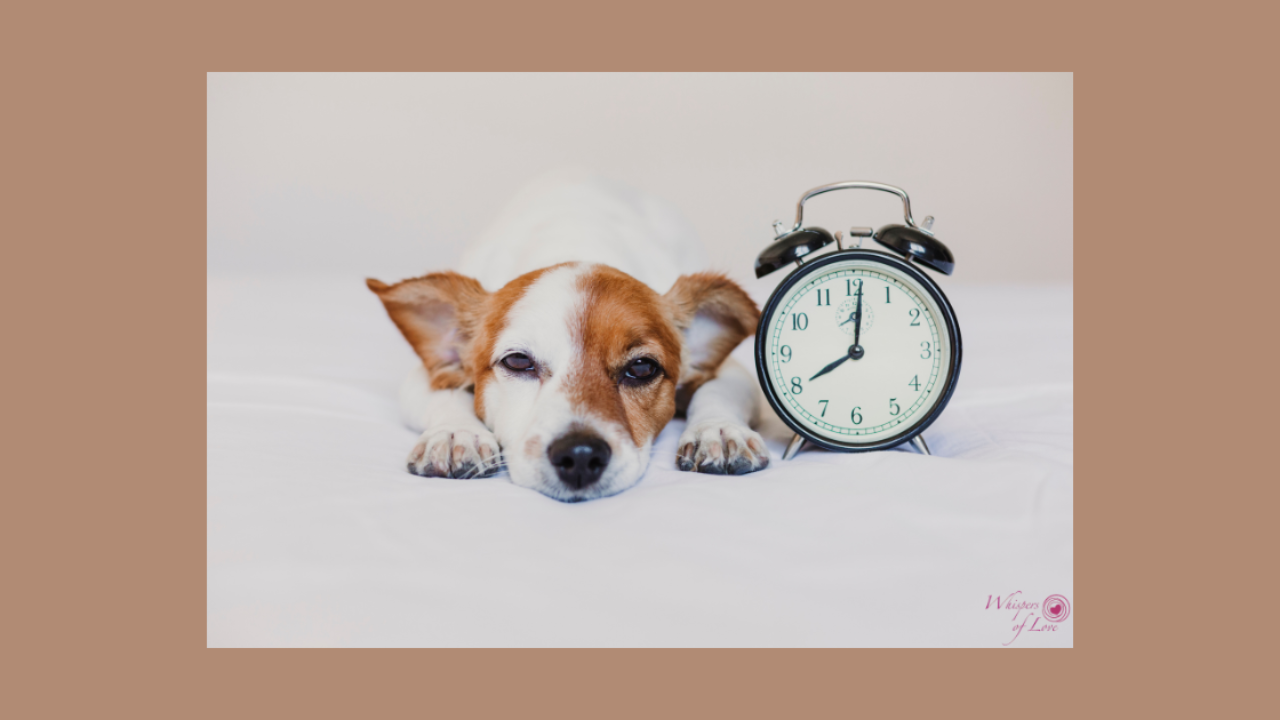 brown white dog looking straight on next to alarm clock