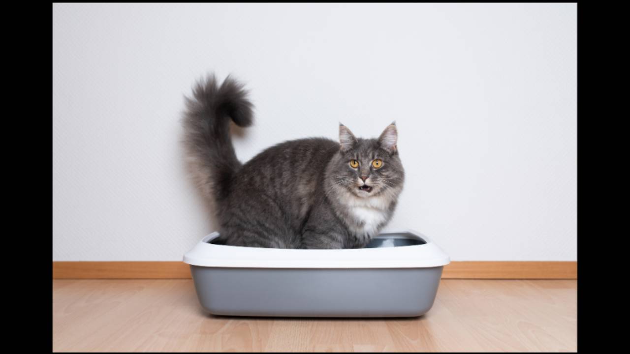The Scoop on Cat Litter Problems