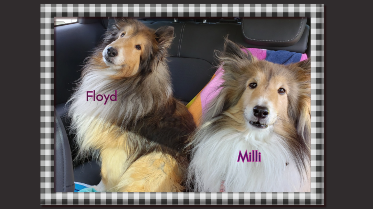 Sheltie siblings Milli and Floyd together before Milli's passing