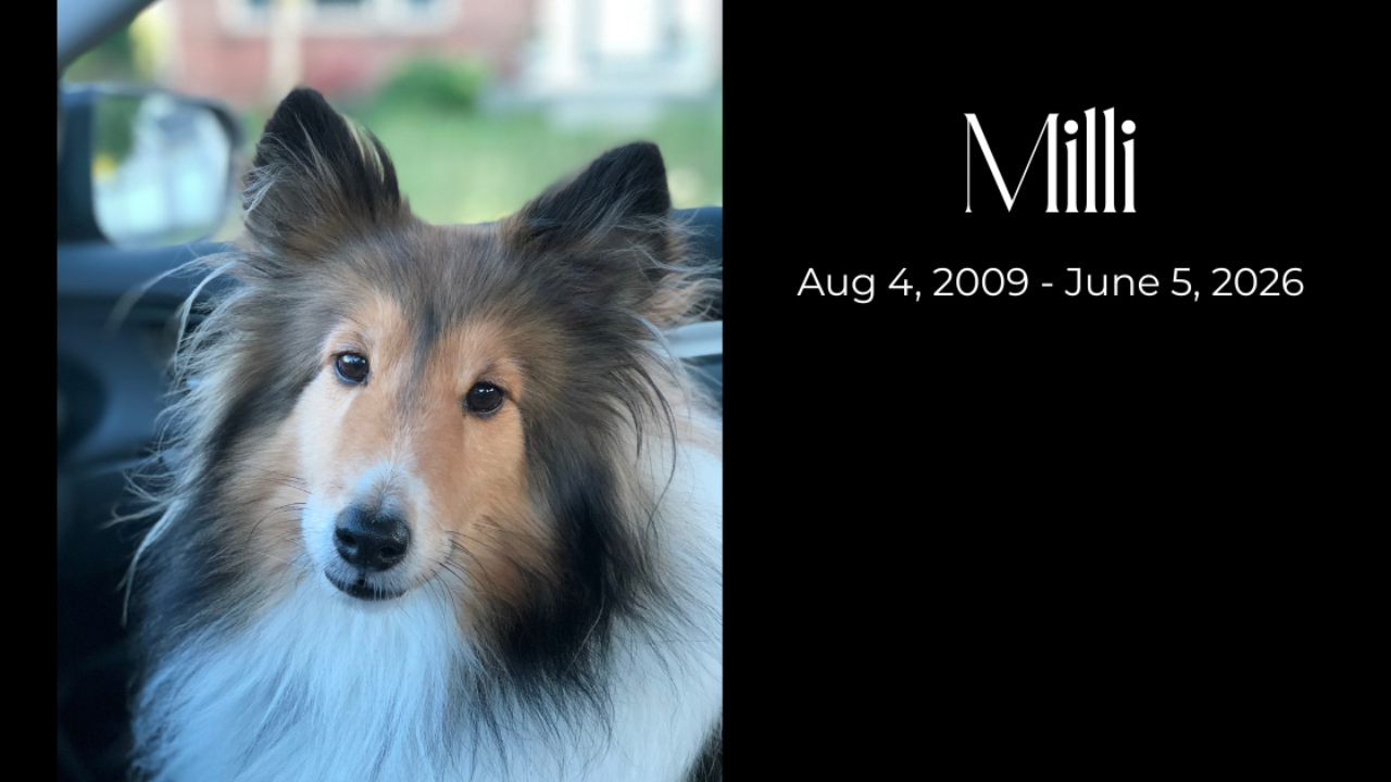 sheltie face with black around ears and white collar hair