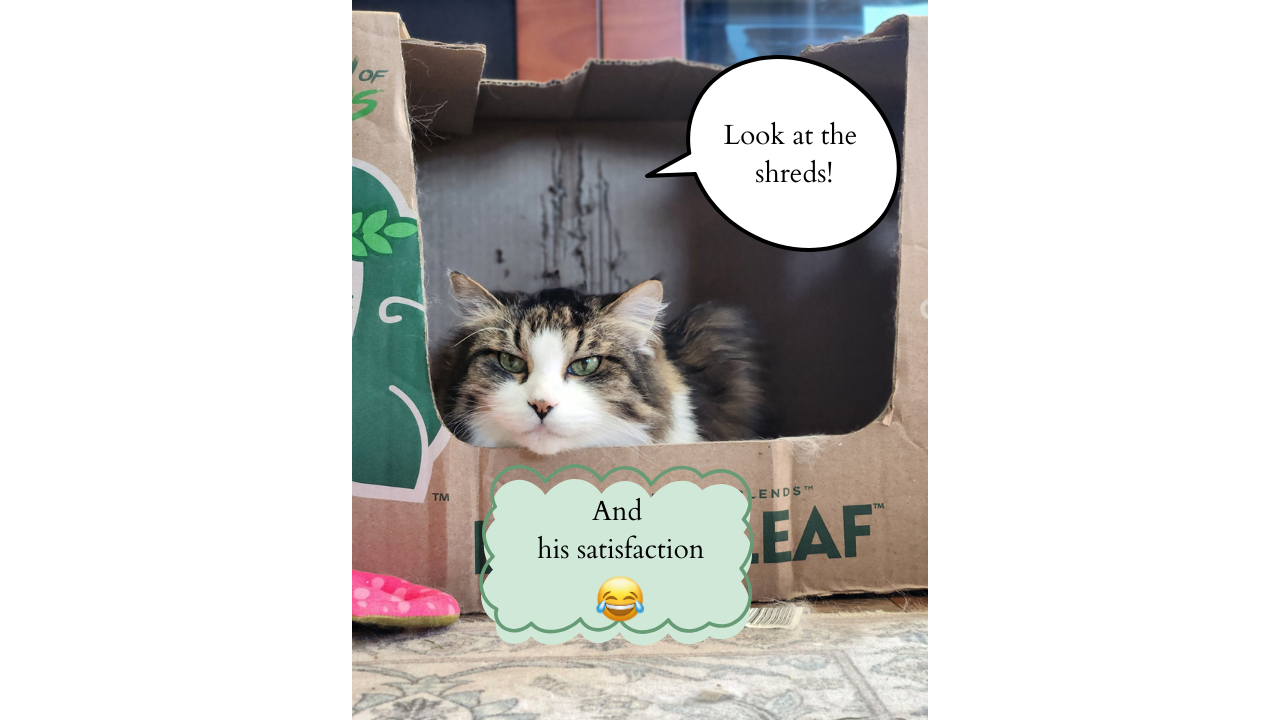 black white cat with green eyes sitting in a large open lidded box