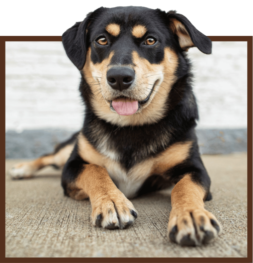 Tri-colored dog lying down