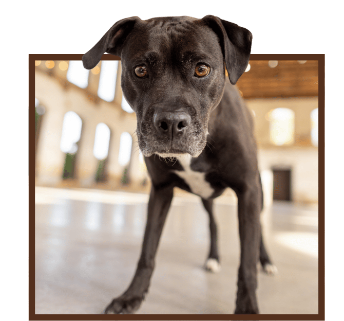 Black dog looking at the camera