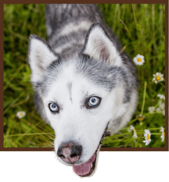 Husky portrait breaking out of its frame