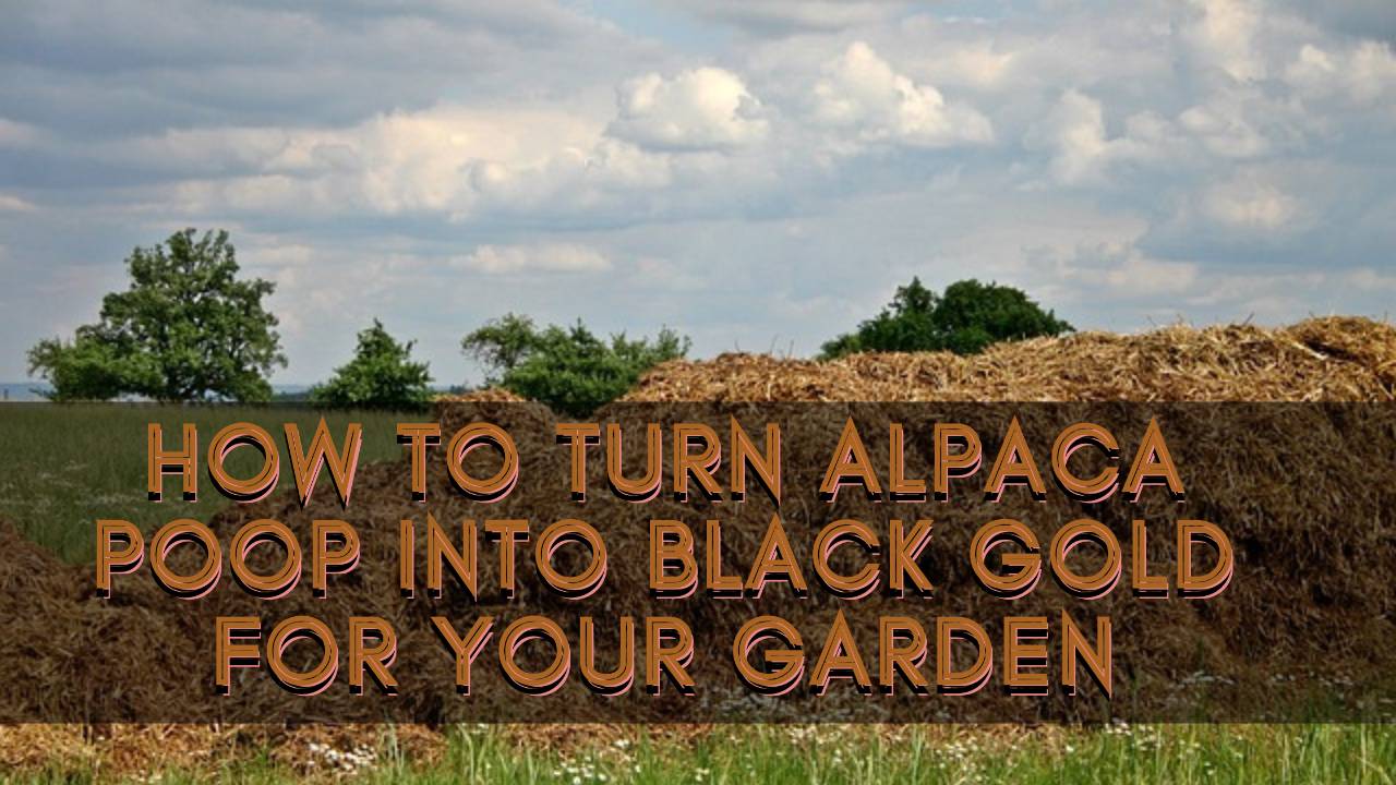 How to Turn Alpaca Poop into Black Gold for Your Garden