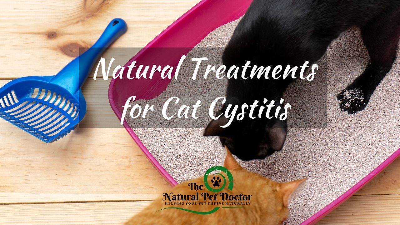 Top Home Remedies for Cat UTI (Urinary Tract Infection)
