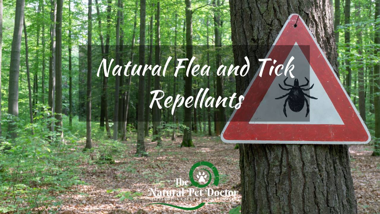 Natural Home Remedies for Flea and Tick Control for Pets