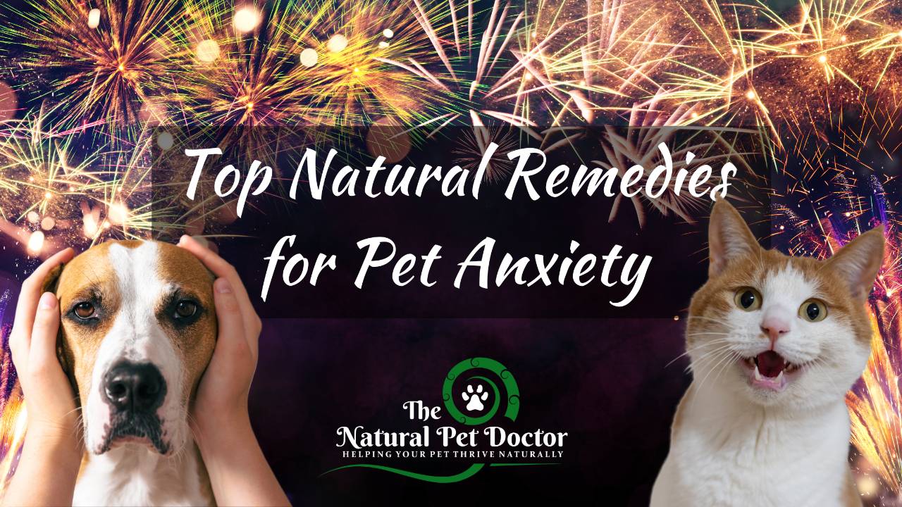 The Biggest Fireworks Mistake Pet Parents Make Every Year