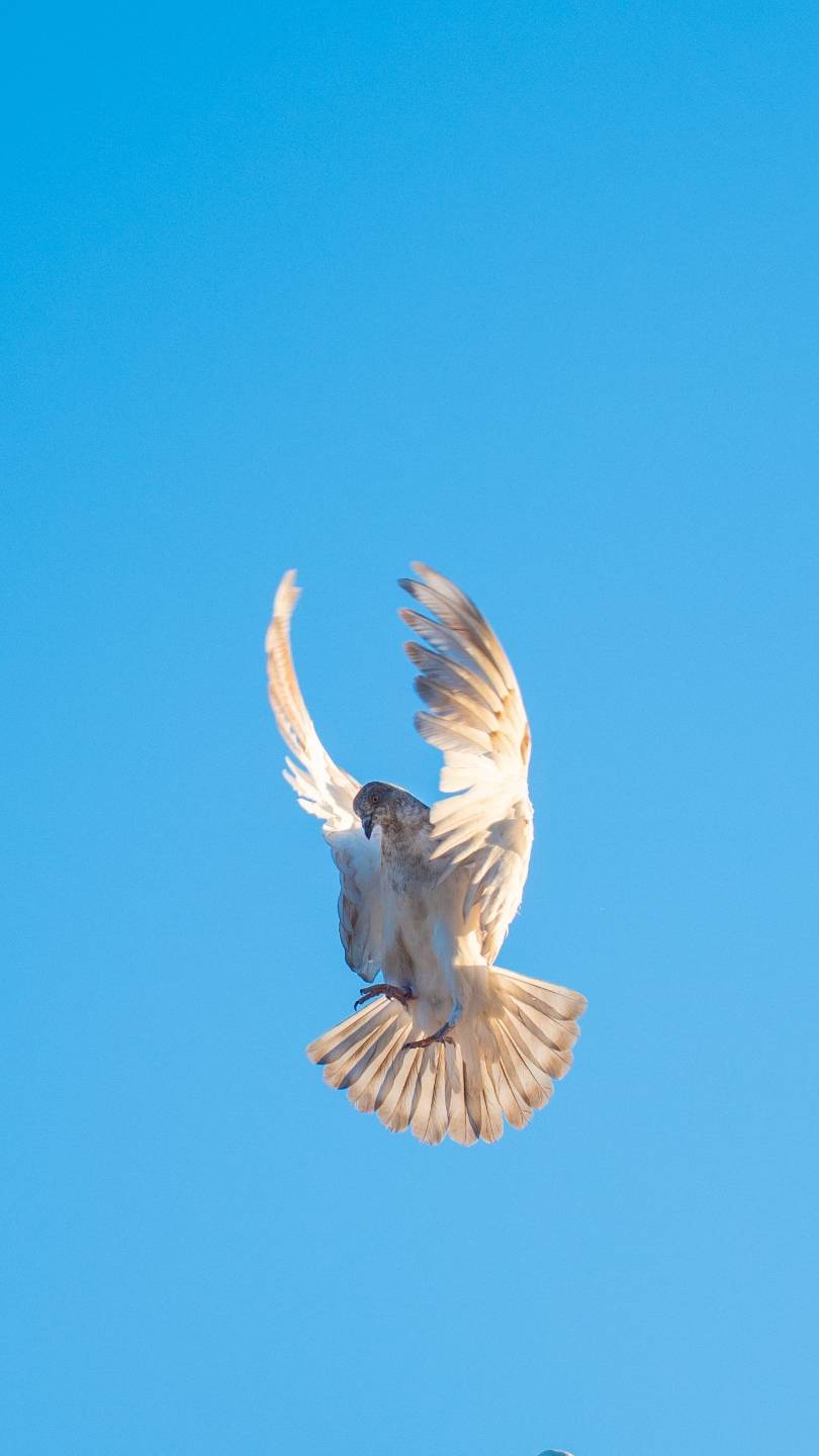 Placeholder Image
