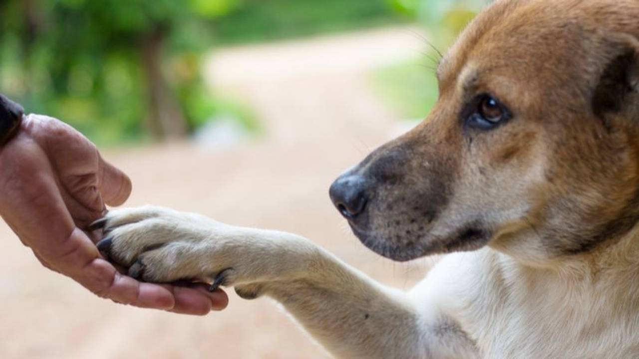 How to Handle Difficult Clients in Your Pet Business