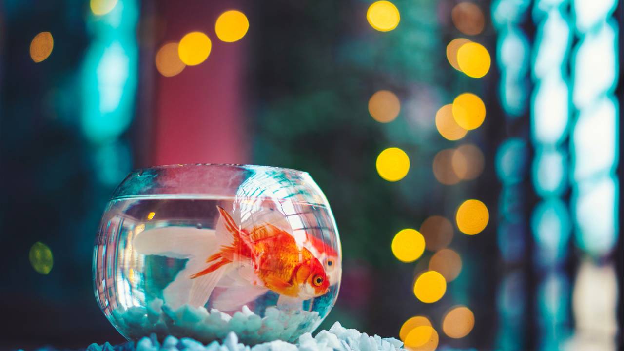 The Optimistic Mindset: How to Think Like a Goldfish and Transform