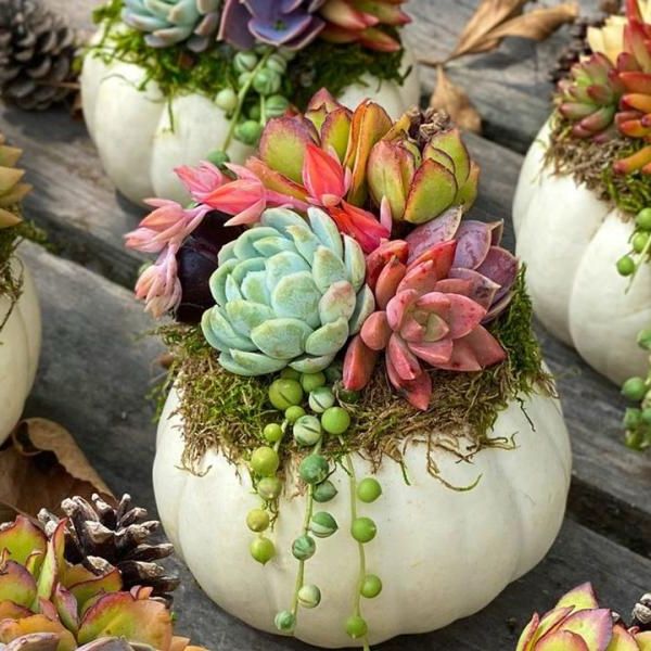 pumpkin design with succulents and flowers perfect for fall season