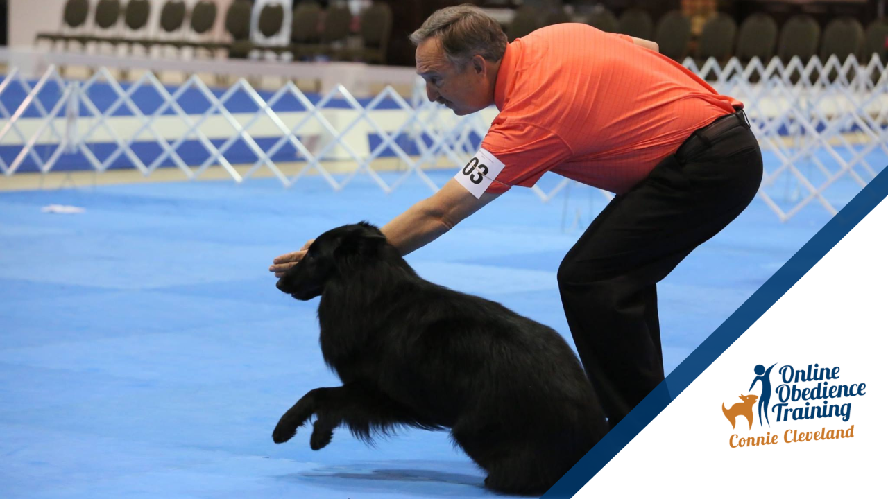 Problems Gloves Scent Articles AKC Utility Obedience