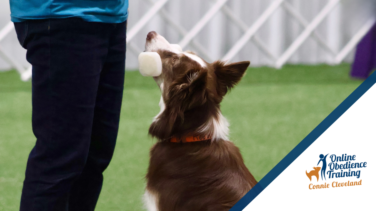 Mistakes Proofing AKC Obedience