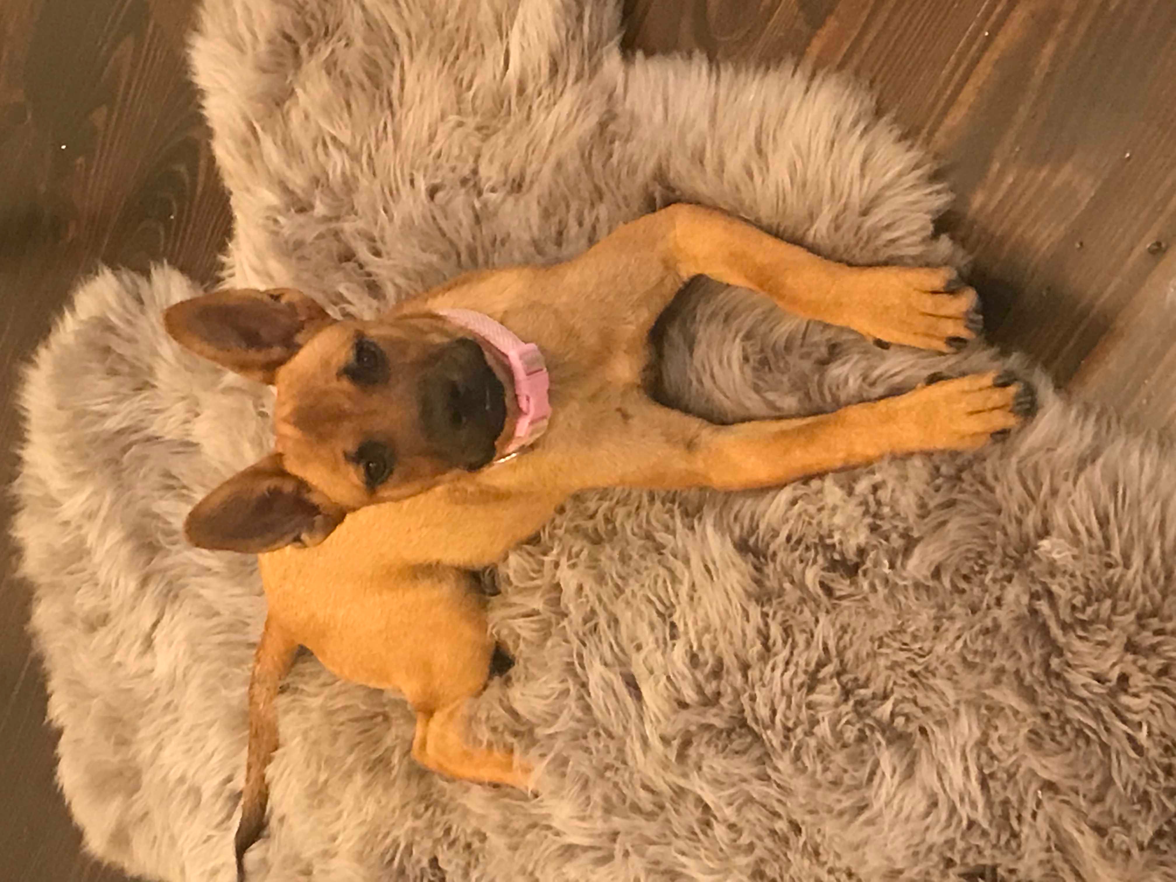 Laney — her first week home. Pink collar, giant ears, already paying attention to everything.