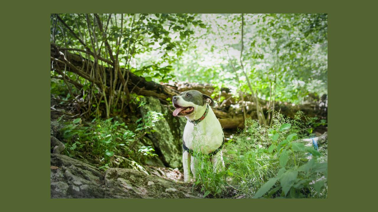 Repelling Fleas and Ticks with Essential Oils