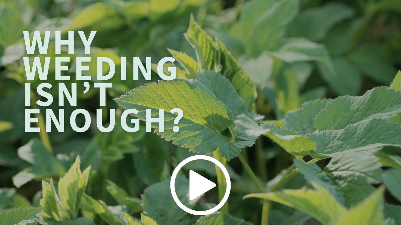 Why weeds are a garden design problem — not just a maintenance problem