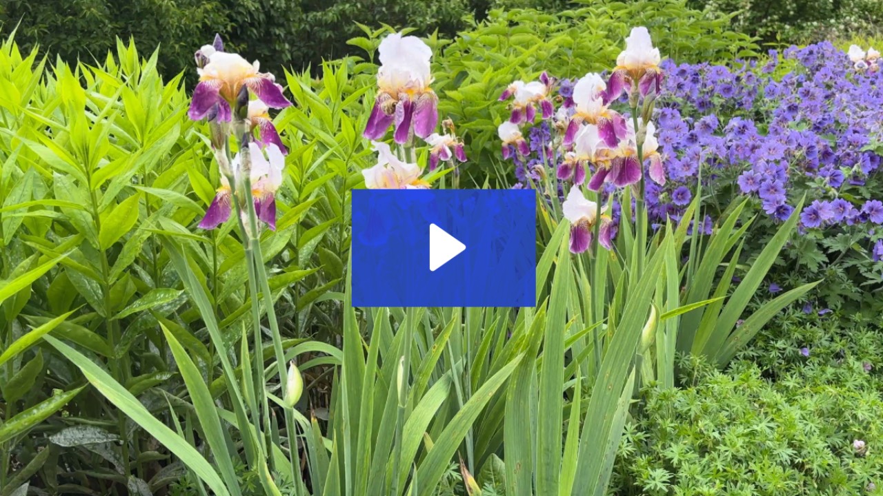 June Spring What’s Blooming in Late June: Flower Combinations to Try