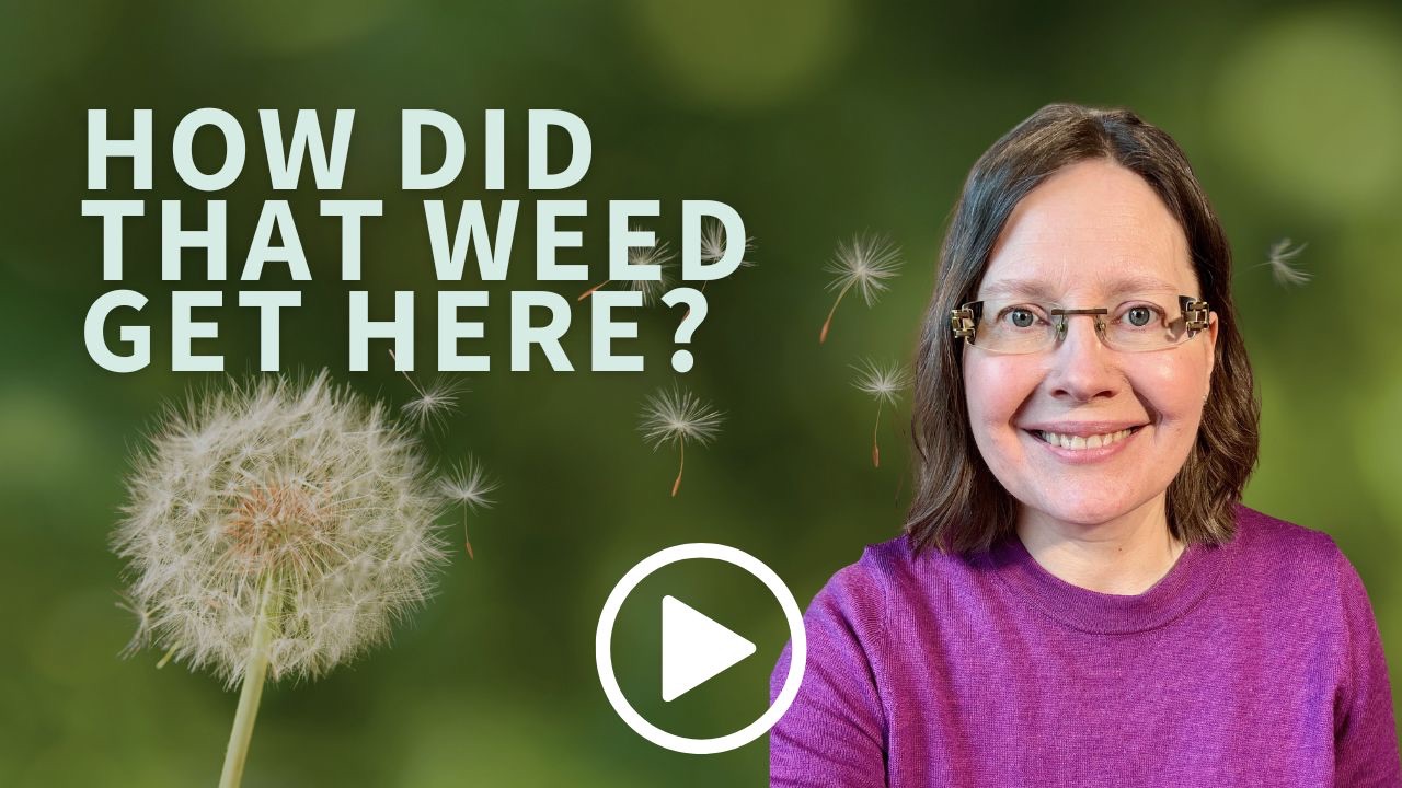 Understand How Weeds Travel Before You Try to Stop Them