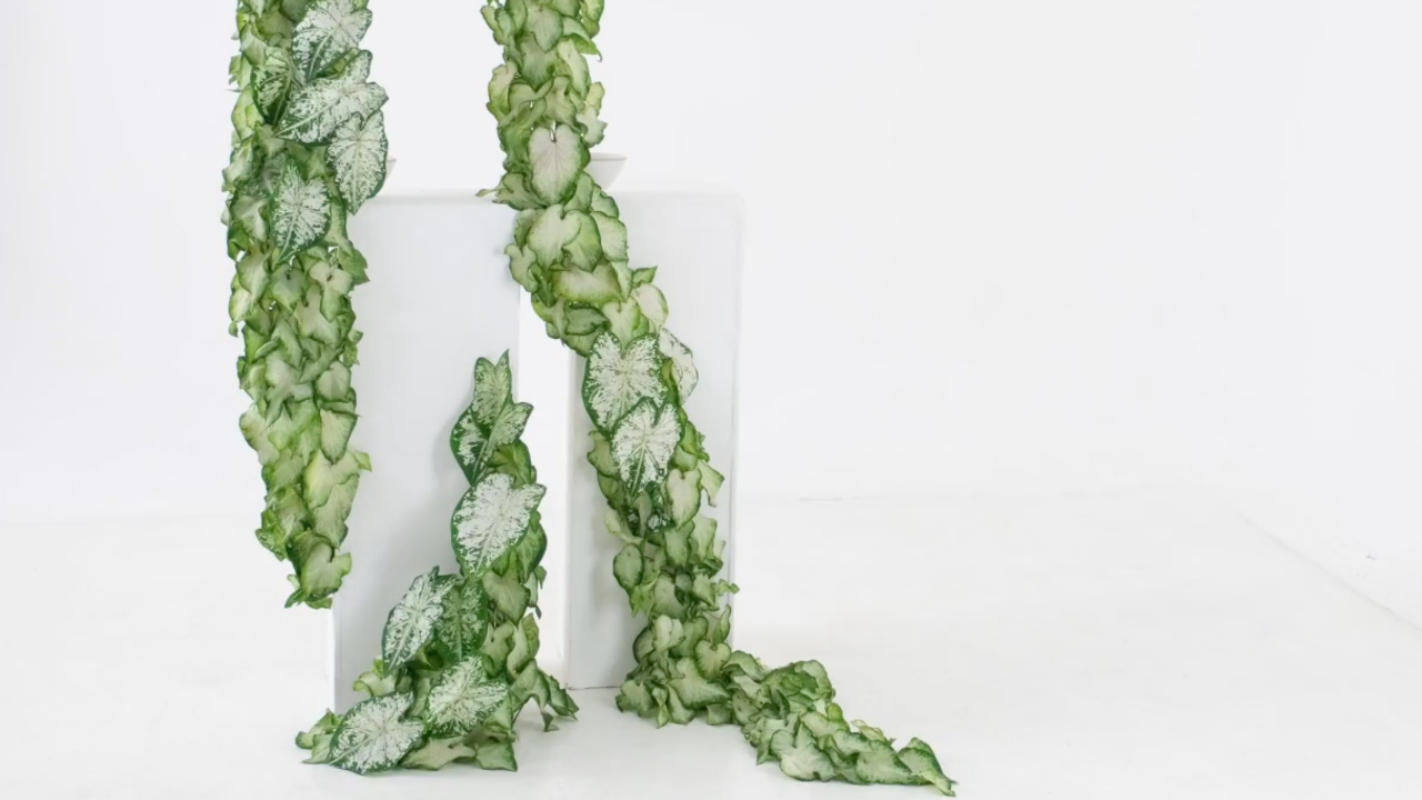 Caladium leaves arranged in a small-scale floral installation by Joseph M