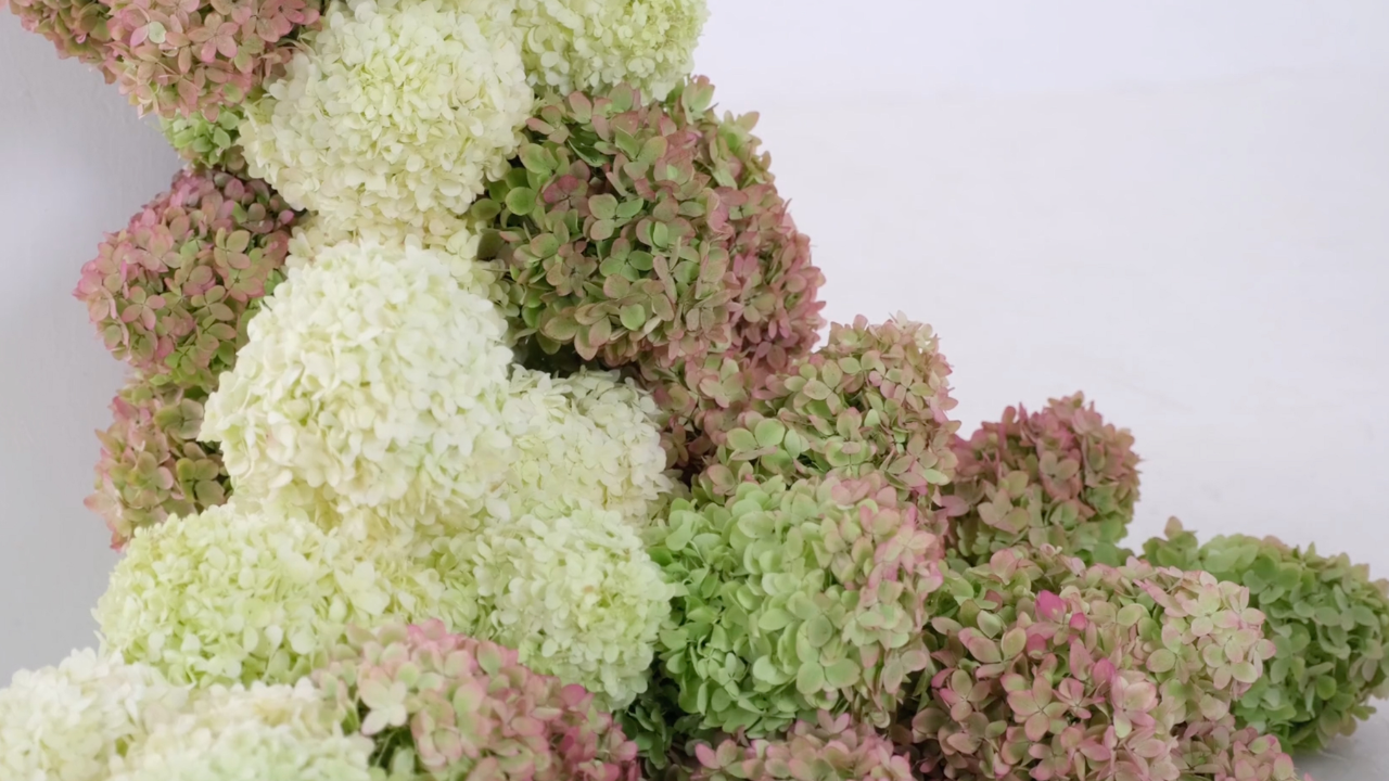 Close-up of a cascading hydrangea installation featuring pale green, cream and softly blushed pink hydrangea flowers. Taken from The Installations Masterclass and Joseph Massie's Flower Class