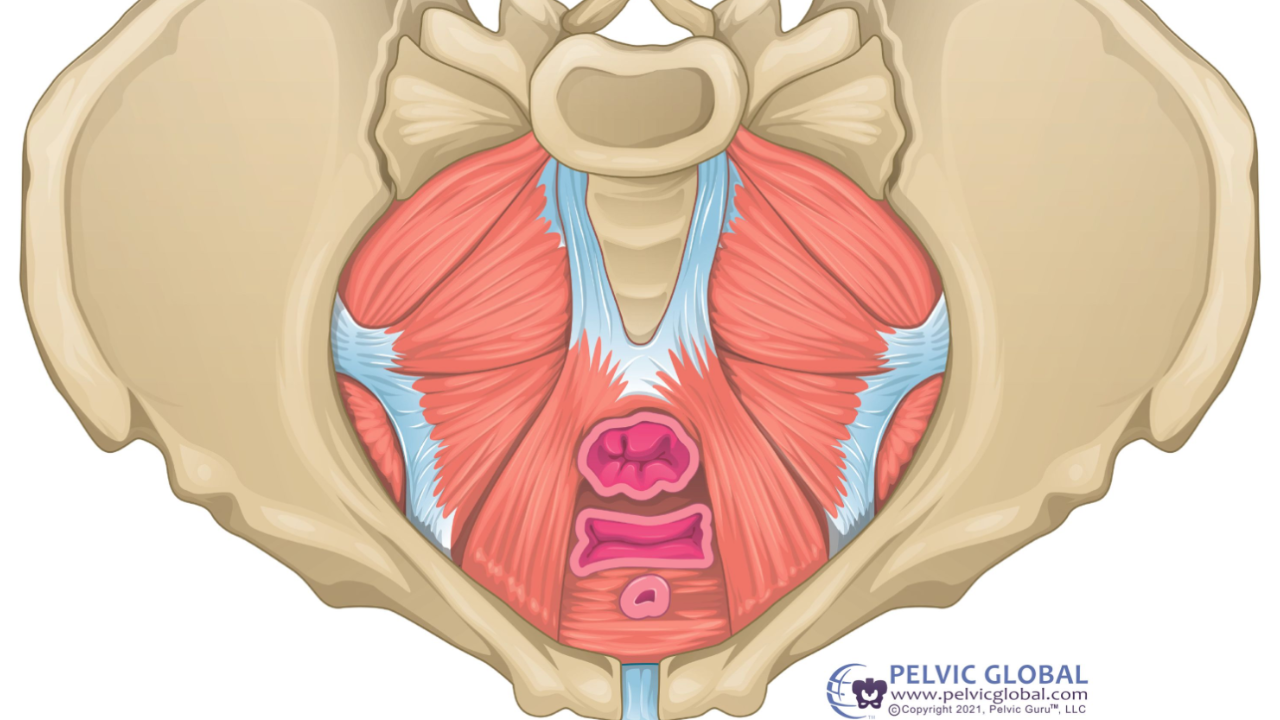 pelvic floor perimenopause