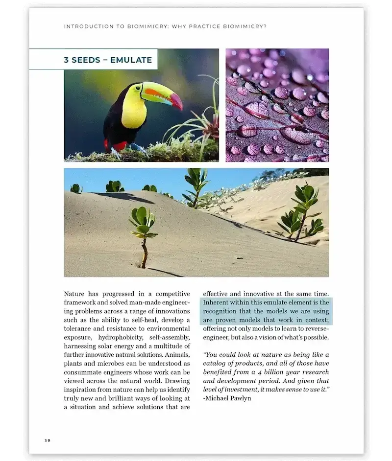 The three seeds of biomimicry