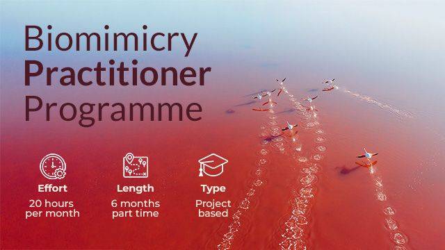Biomimicry Practitioner Programme