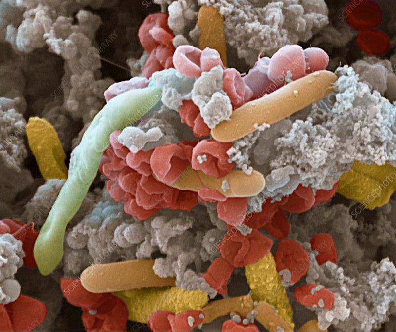 Who practices biomimicry?