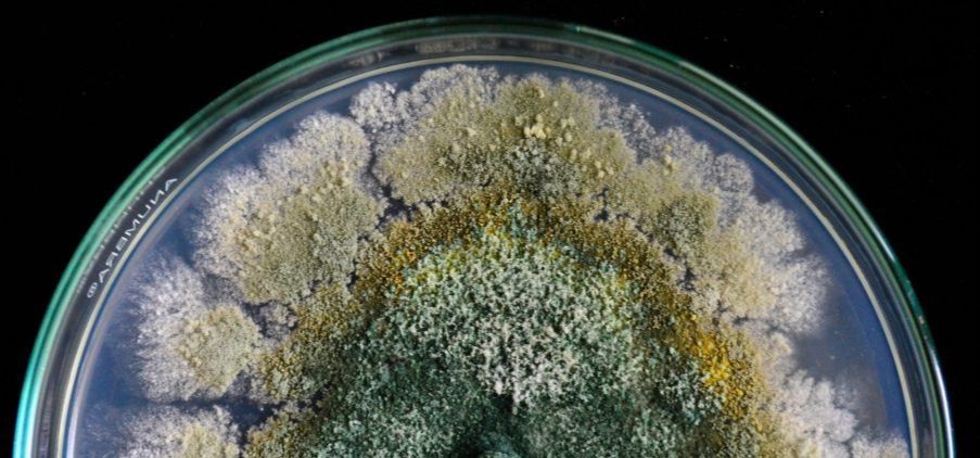 How does biomimicry work