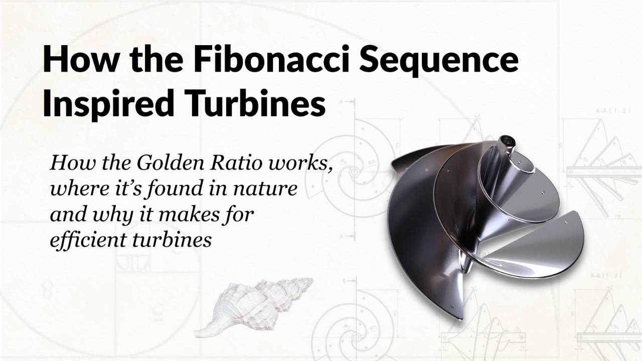 Sequência de Fibonacci Na Natureza | PDF, image size:1280x720