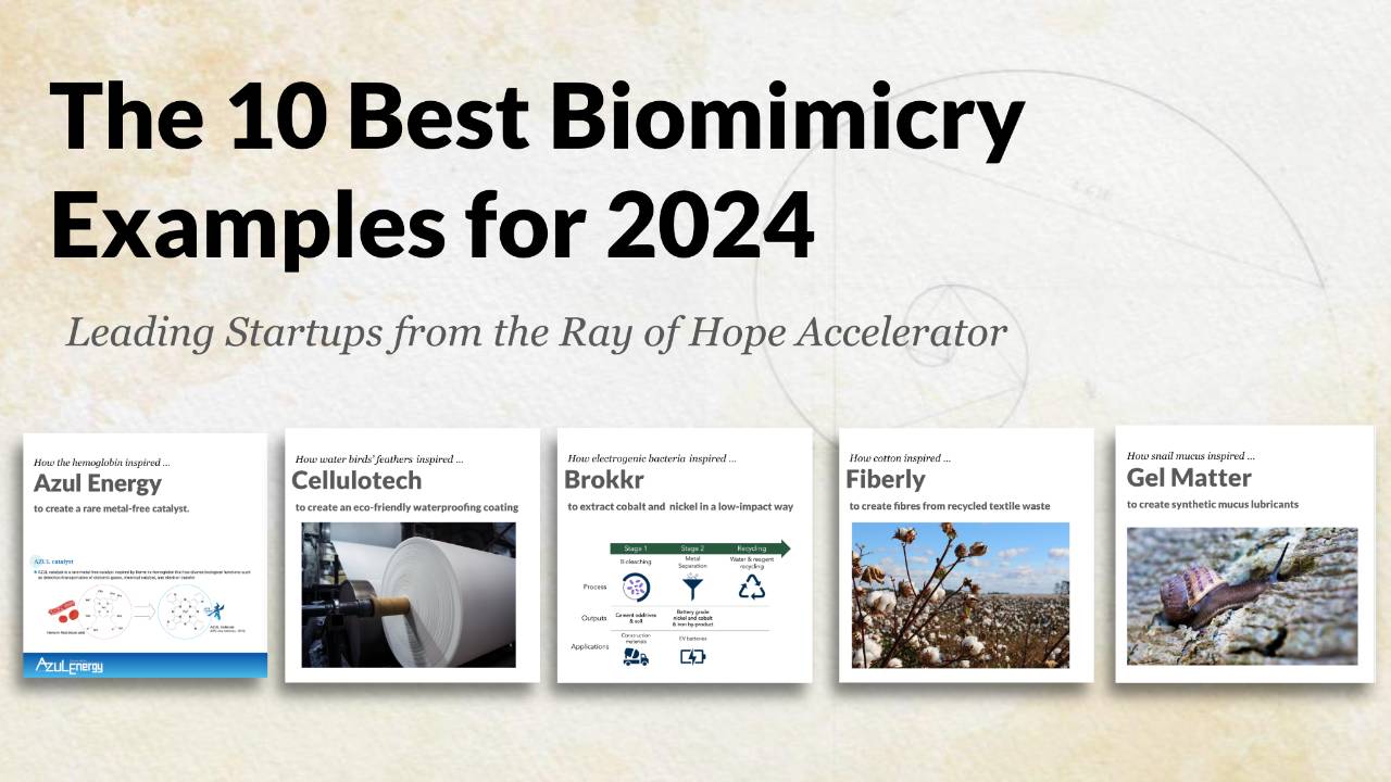 10 Biomimicry Examples for 2024