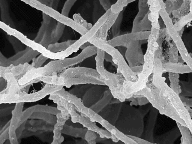 The 3 seeds of biomimicry