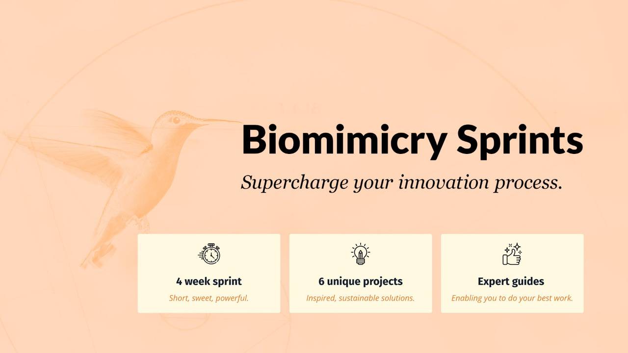 Biomimicry Sprints, supercharge your innovation process