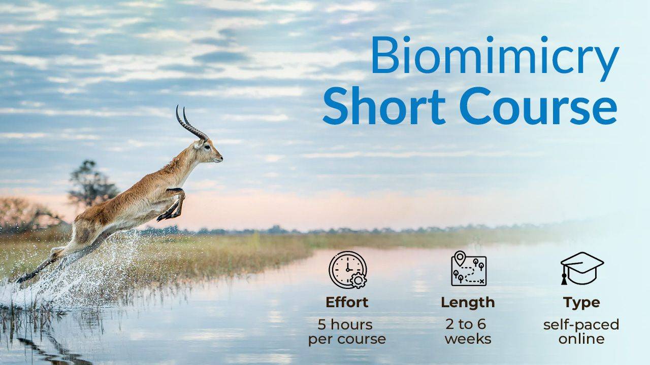 Biomimicry Short Courses - Learn Biomimicry