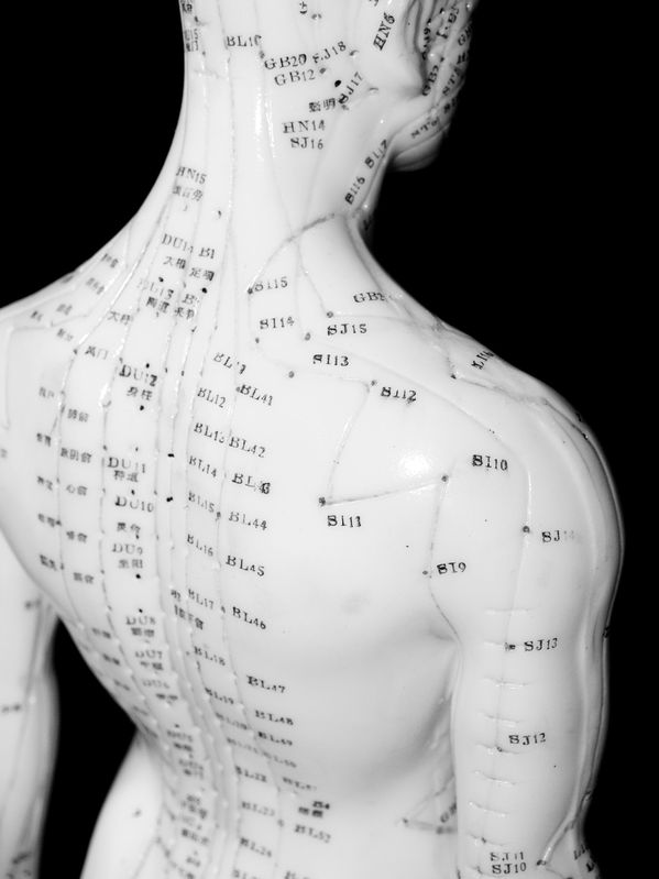 An anatomical model showing the meridians along the back