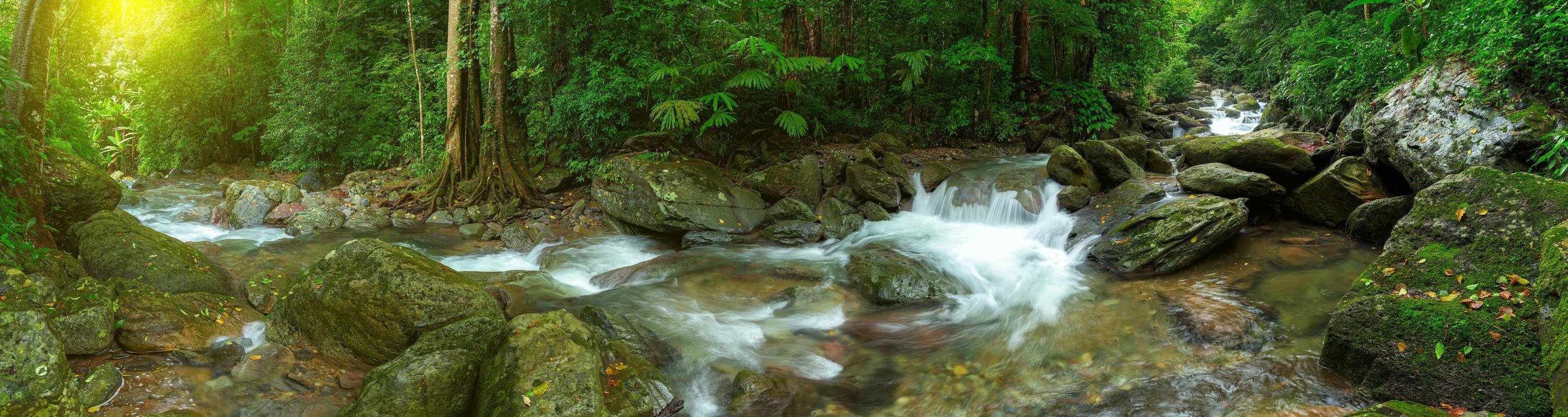 A quiet forest stream