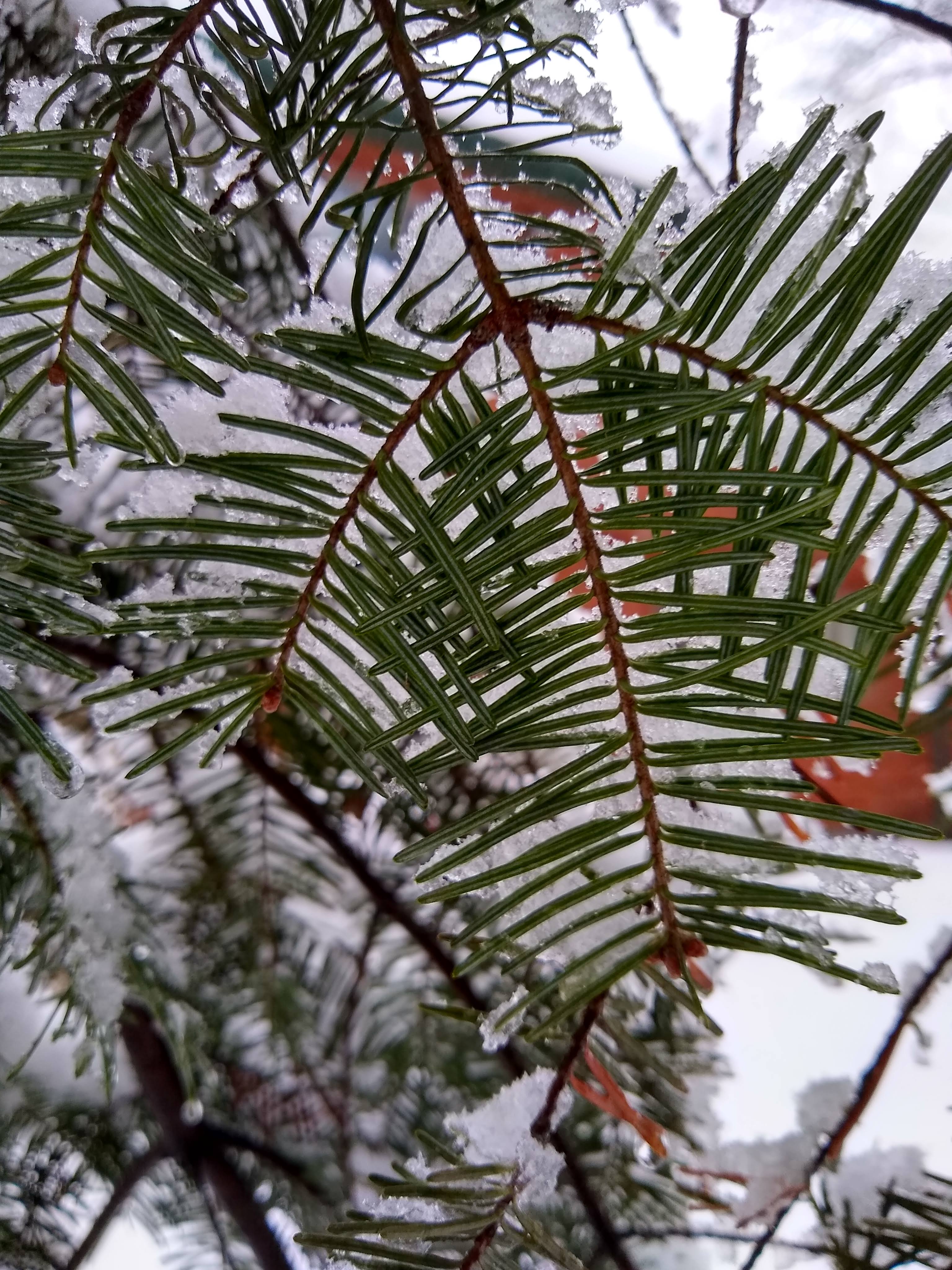 balsam fir needles