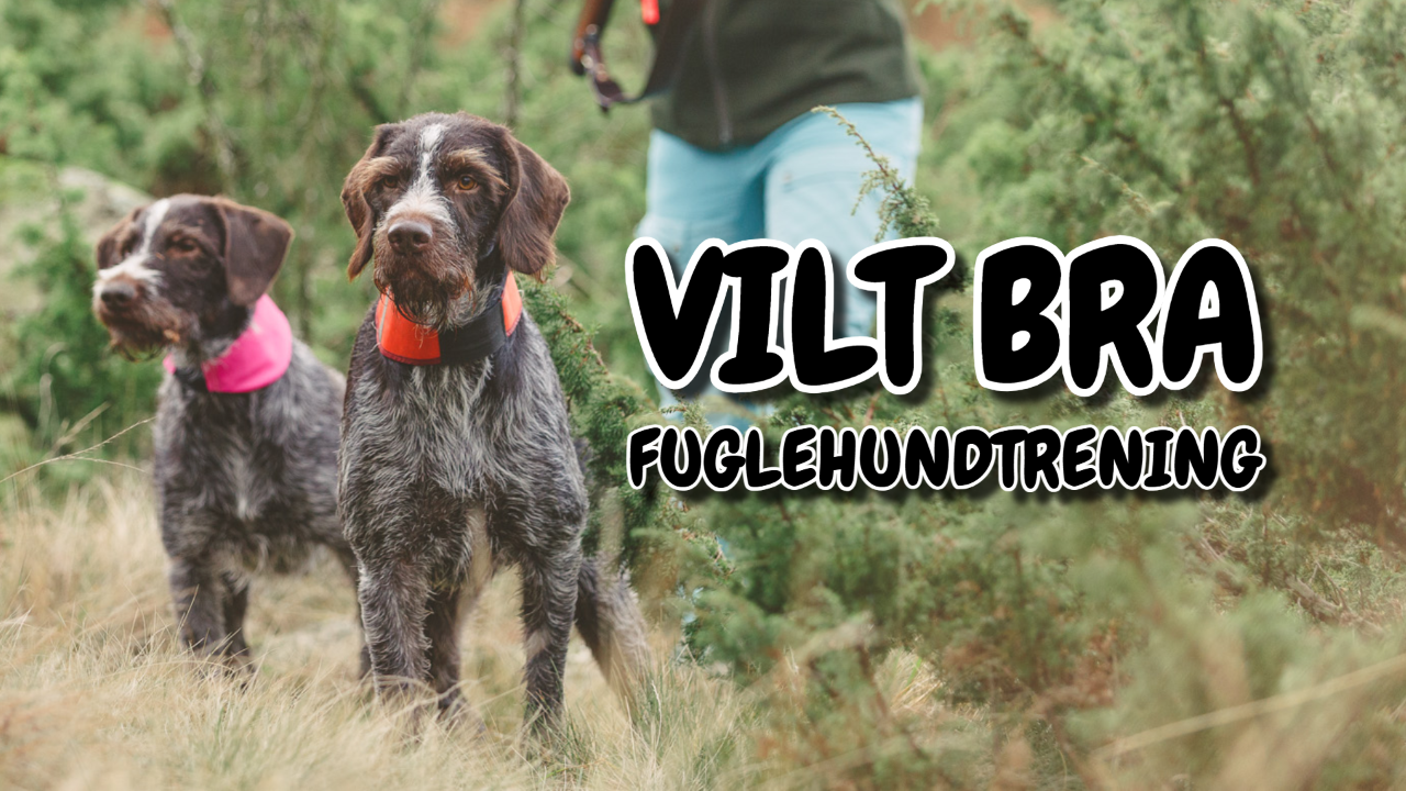 Fuglehundtrening