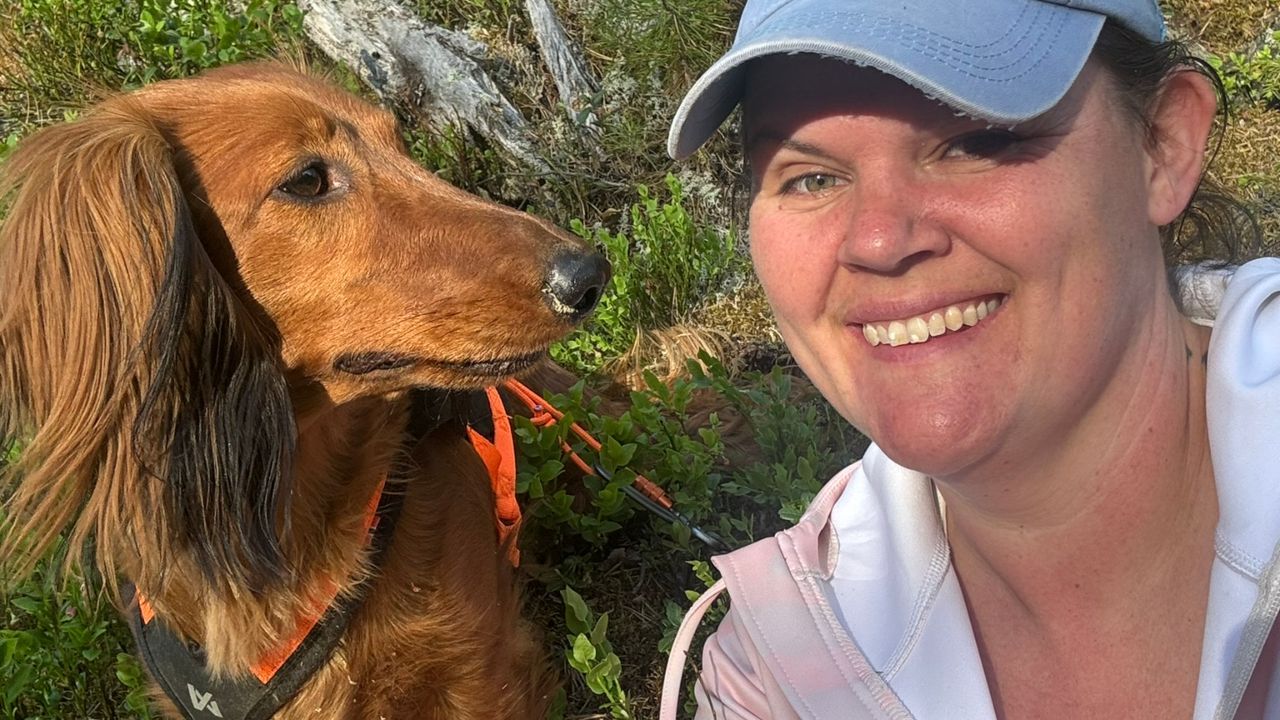 Dachsen Juvel i arbeid på sporprøve sammen med fører Inge Marie