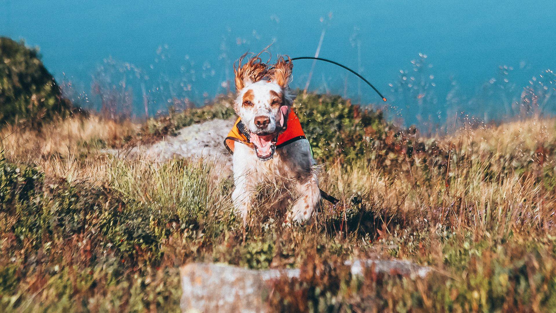 Hund med oransje halsbånd på fjellet.