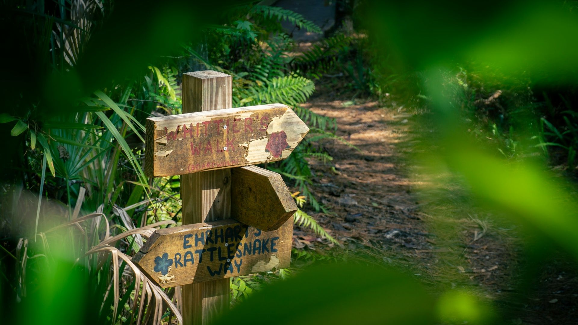 Um sinal que aponta o caminho para floresta
