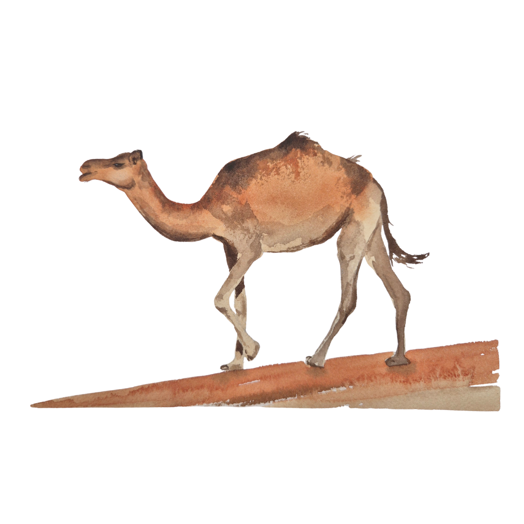 Camel