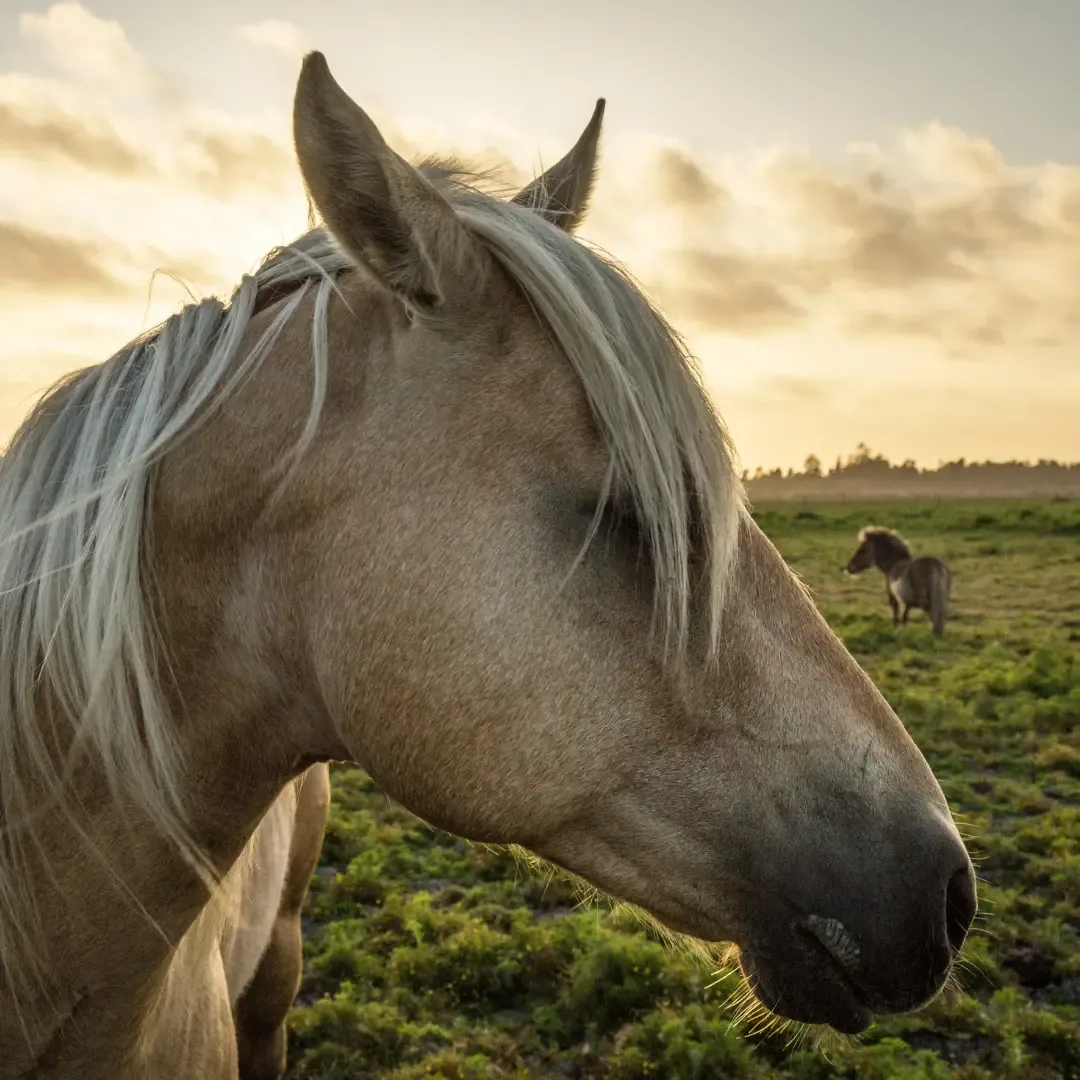 closeup of horse animal communication animal communicator pet psychic