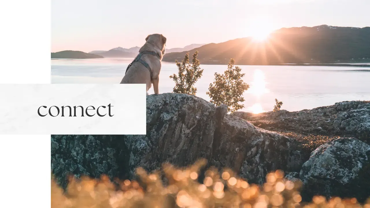 animal communication animal communicator pet psychic yellow dog watching sunset